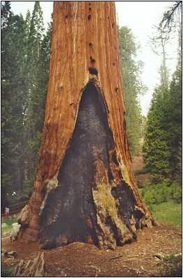 Fire in Sequoia National Park