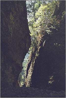 Oneonta Gorge area